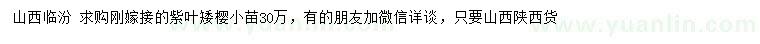 求購紫葉矮櫻小苗