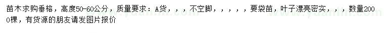 求購高度50-60公分垂榕
