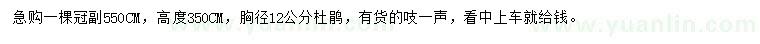 求購胸徑12公分杜鵑