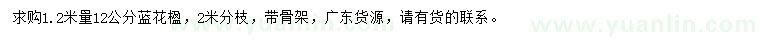 求購(gòu)1.2米量12公分藍(lán)花楹