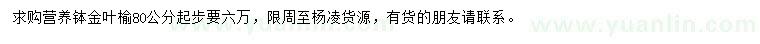 求購80公分起步金葉榆