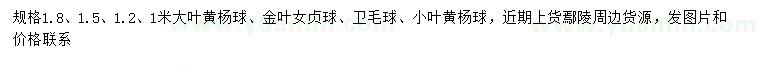 求購大葉黃楊球、金葉女貞球、衛(wèi)毛球等