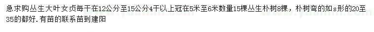 求購叢生女貞、叢生樸樹