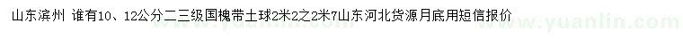 求購10、12公分國槐