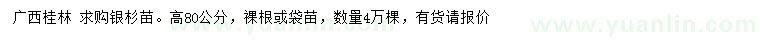 求購高80公分銀杉苗