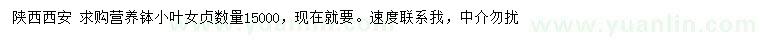 求購小葉女貞