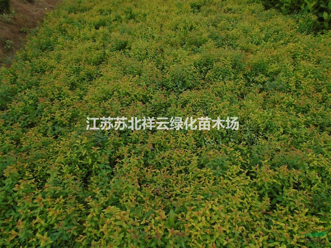 繡線(xiàn)菊直銷(xiāo)，金葉繡線(xiàn)菊直銷(xiāo)