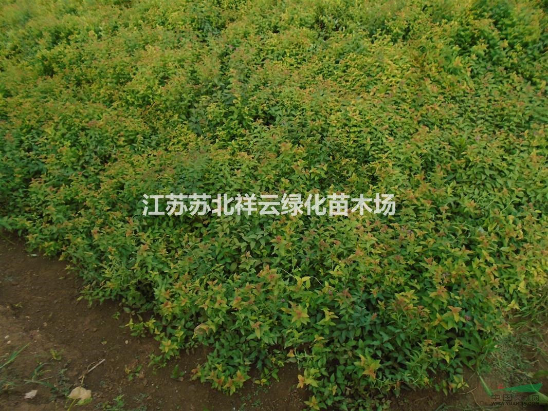 繡線(xiàn)菊直銷(xiāo)，金葉繡線(xiàn)菊直銷(xiāo)