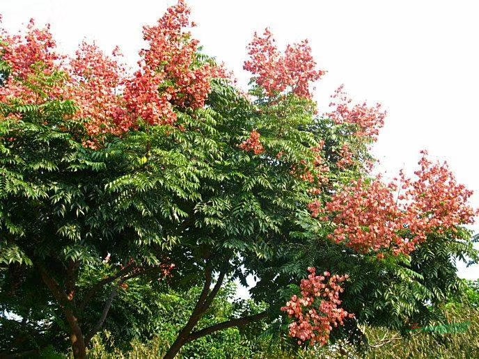 欒樹苗生長壞境，欒樹的種植技術(shù)規(guī)范 欒樹的綠化價值