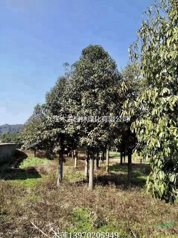 江西九江紅花木蓮苗圃  苗協(xié)木蘭園紅花木蓮