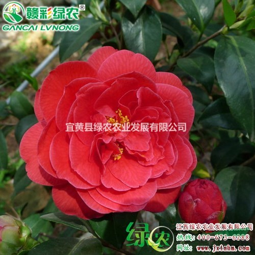 美國大紅茶花 花色艷麗 大紅茶花 美國茶花扦插苗供應(yīng)包成活