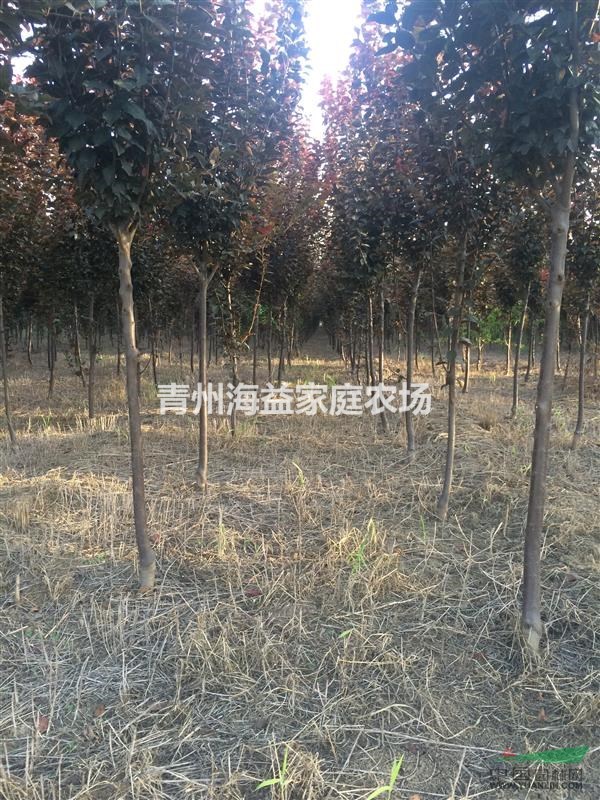 山东青州出售紫叶李3-4公分