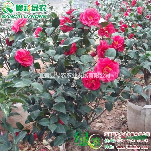 克瑞墨大牡丹 濃香型牡丹茶花 江西克瑞墨大牡丹茶花小苗