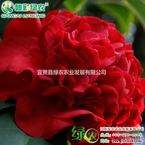 克瑞墨大牡丹 濃香型牡丹茶花 江西克瑞墨大牡丹茶花小苗