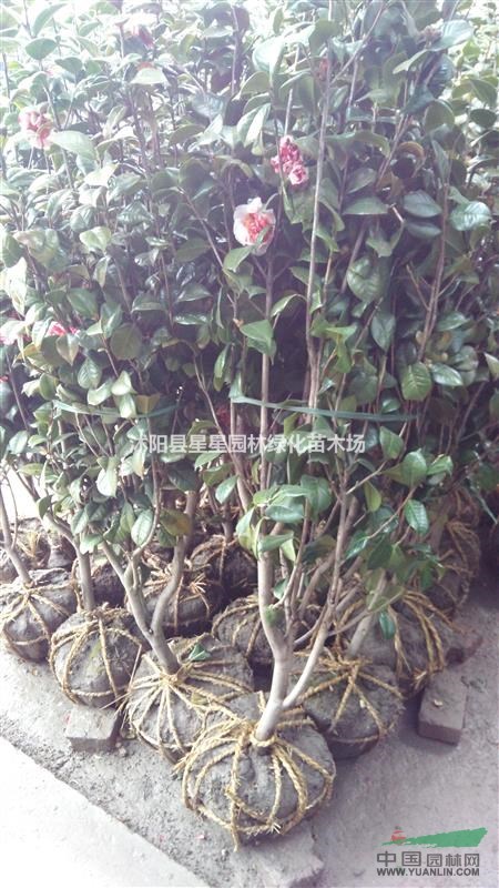 茶花 山茶 園林 綠化苗木 苗圃 園林公司 批發(fā)苗木 