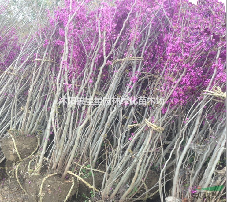 江蘇供應(yīng)各種規(guī)格紫荊