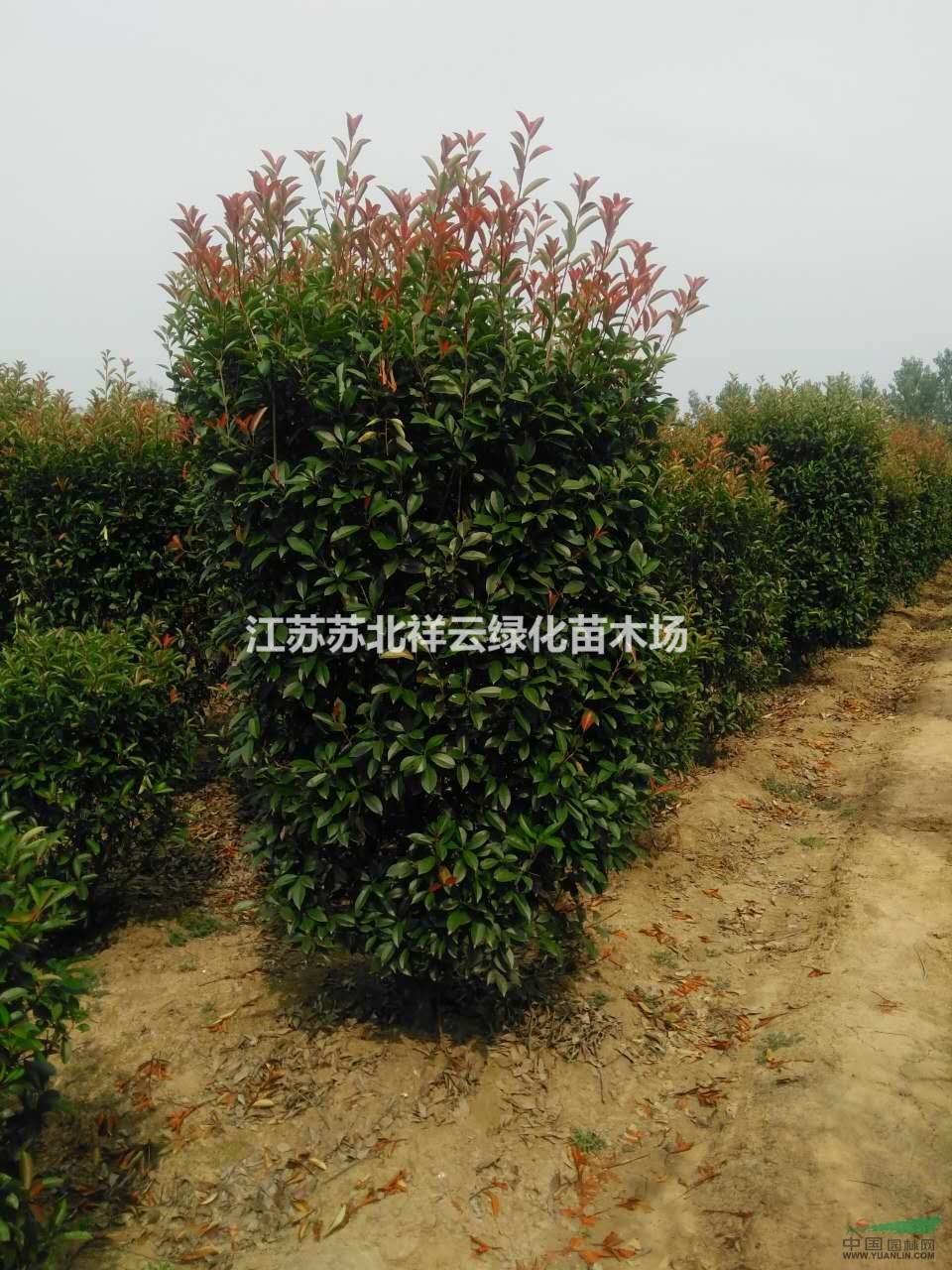 常州石楠球  石楠柱、供應(yīng) 歡迎朋友實地考察