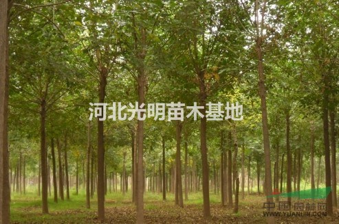 速生柳  速生柳價格 河北速生柳