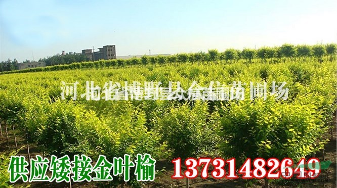 供應河北金葉榆 --金葉榆基地 ---金葉榆價格