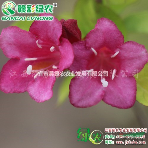 金葉錦帶 優(yōu)良彩葉觀花樹種 江西金葉錦帶扦插苗供應(yīng)采購