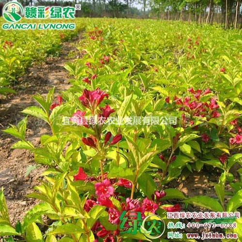 金葉錦帶 優(yōu)良彩葉觀花樹種 江西金葉錦帶扦插苗供應(yīng)采購