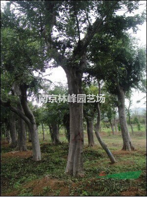 樸樹(shù)苗木價(jià)格表，樸樹(shù)價(jià)格報(bào)價(jià)參考