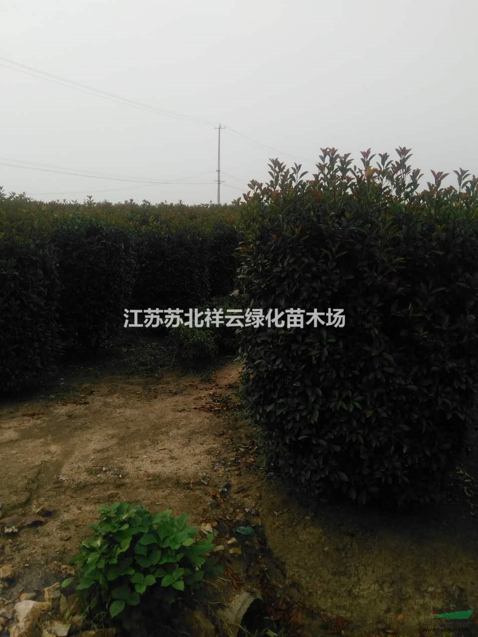 石楠柱批發(fā)，石楠柱量大， 石楠柱規(guī)格齊全