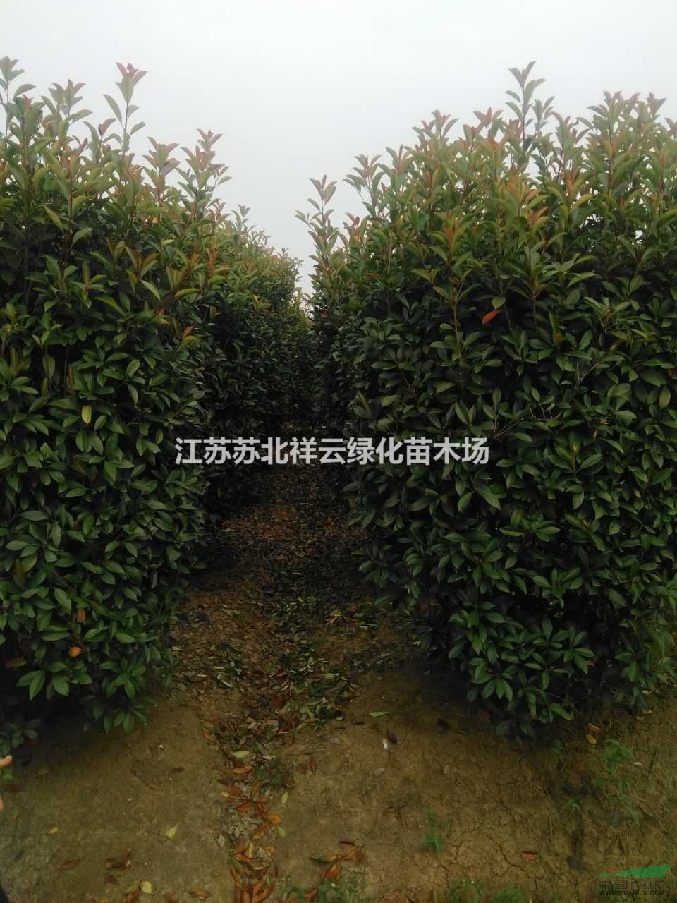 石楠柱批發(fā)，石楠柱量大， 石楠柱規(guī)格齊全