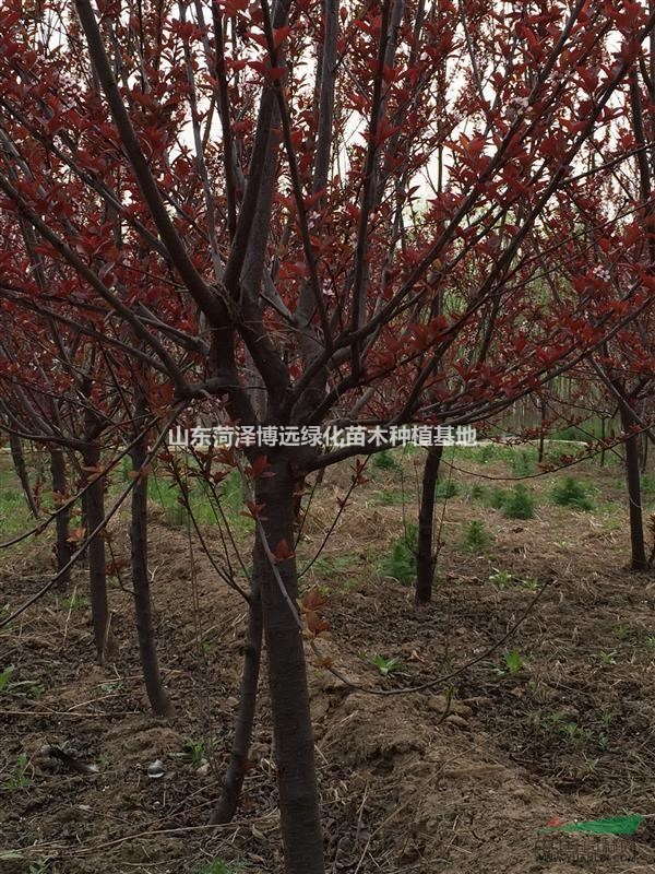 出售5公分紫葉李 5公分紅葉李 無中介