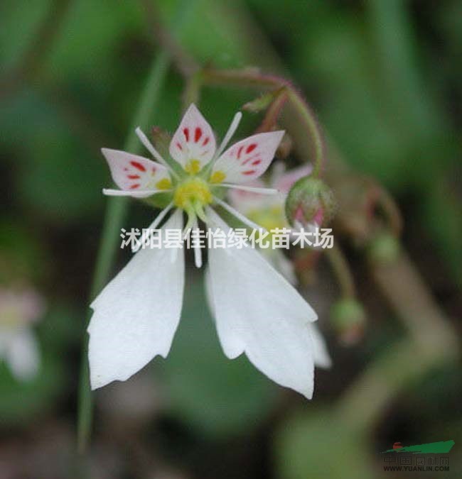 虎耳草  虎耳草小苗   虎耳草園林綠化 小區(qū)綠化