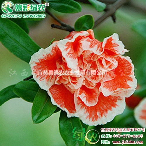 瑪瑙石榴 綠化美化極品 供應(yīng)瑪瑙石榴樹苗 正宗彩葉觀花小苗