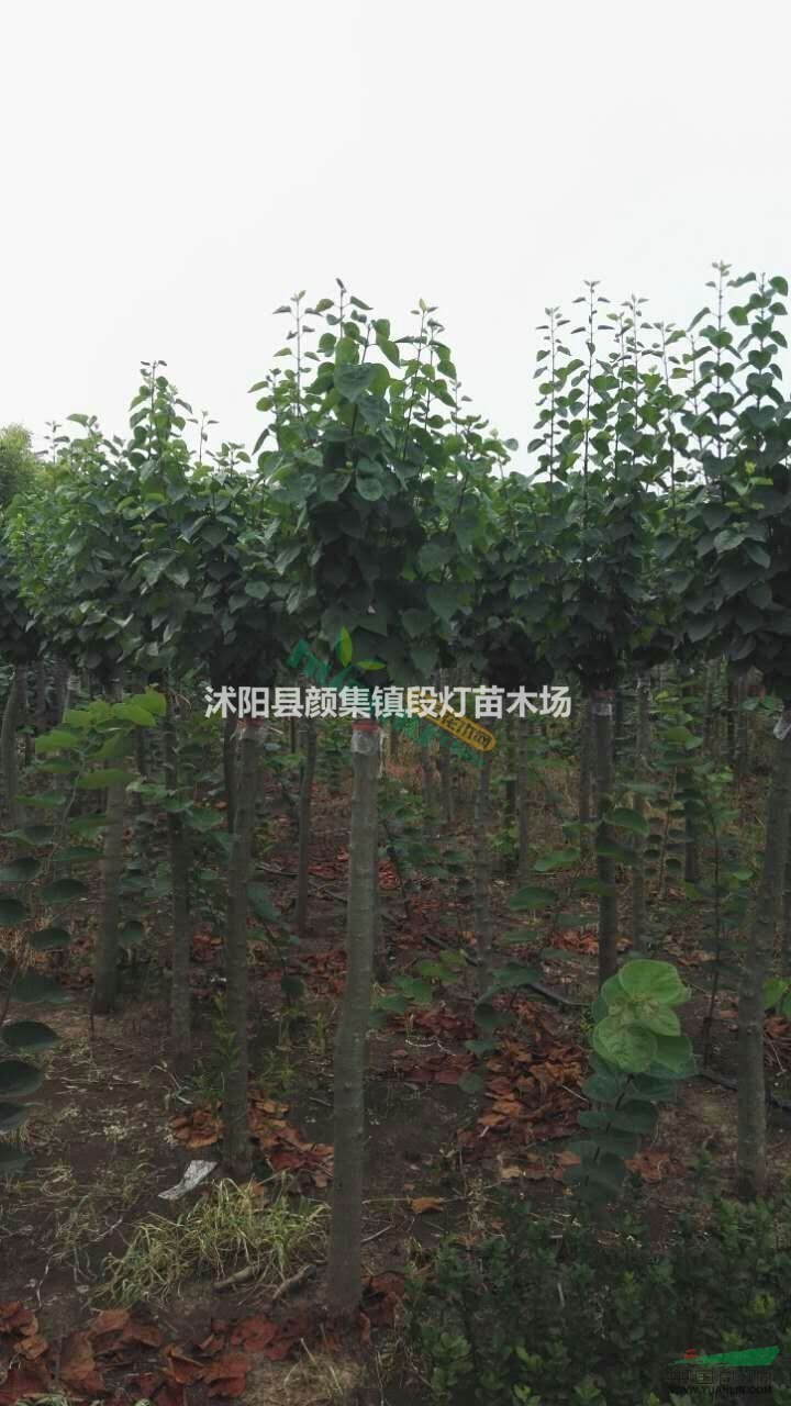 丁香 叢生丁香 丁香樹 丁香價格 紫丁香