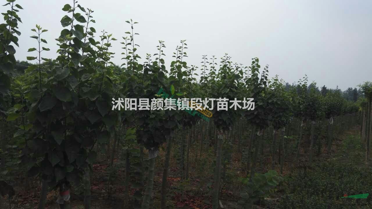 丁香 叢生丁香 丁香樹 丁香價格 紫丁香