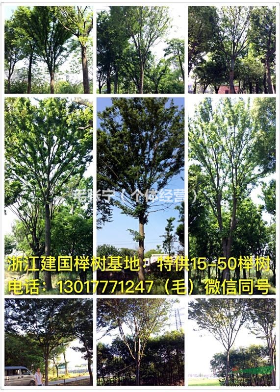 15公分櫸樹