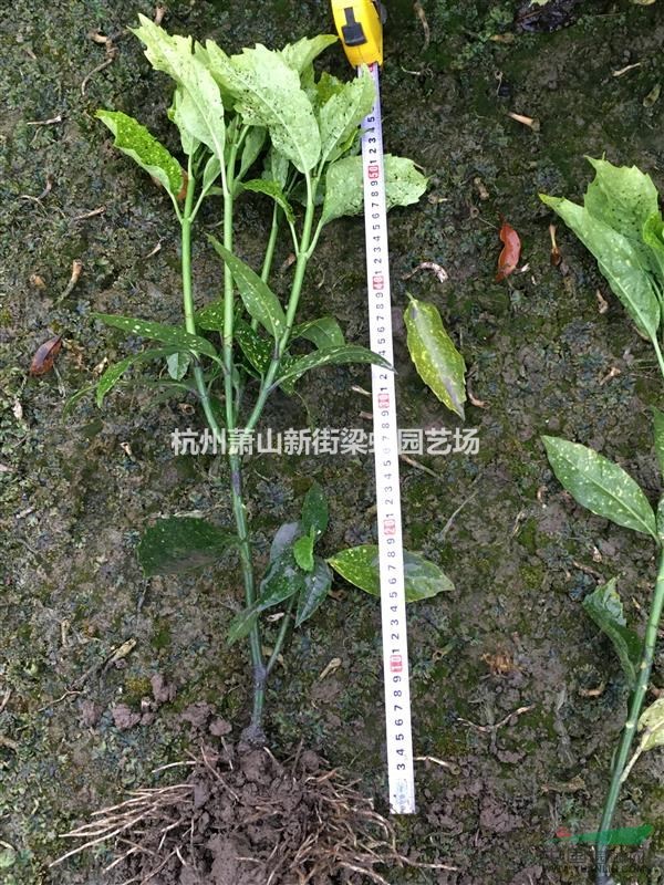 灑金珊瑚，灑金珊瑚供應，蕭山苗木，2020年灑金珊瑚低價格
