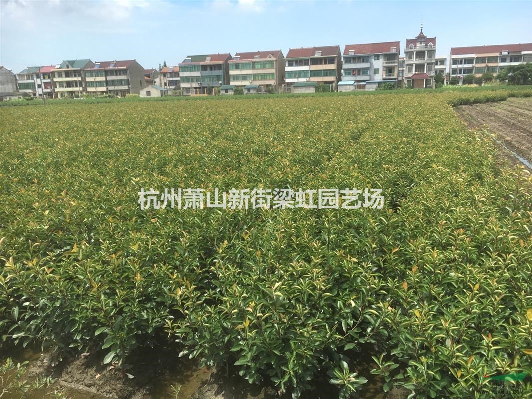 紅葉石楠，紅葉石楠供應，蕭山苗木，2020年紅葉石楠低價格