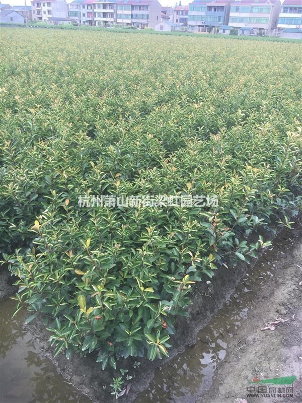 紅葉石楠，紅葉石楠供應，蕭山苗木，2020年紅葉石楠低價格