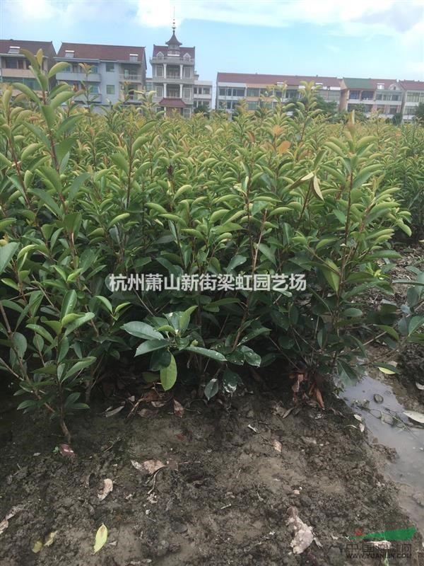 紅葉石楠，紅葉石楠供應，蕭山苗木，2020年紅葉石楠低價格
