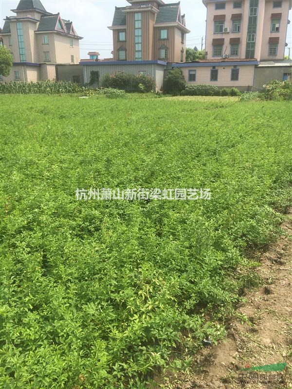 云南黃馨，云南黃馨供應(yīng)，蕭山苗木，2020年云南黃馨低價(jià)格