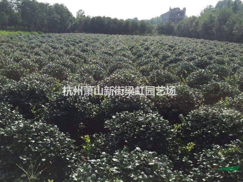 無刺狗骨，無刺狗骨供應(yīng)，蕭山苗木，2020年無刺狗骨低價(jià)格