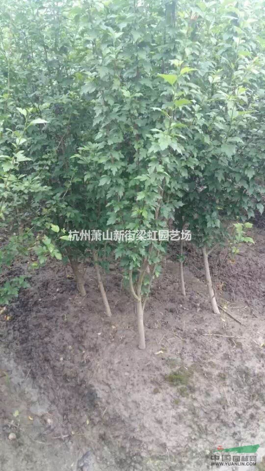 木槿，木槿供應，蕭山苗木，2020年木槿低價格