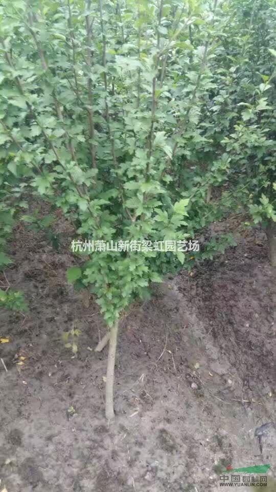 木槿，木槿供應，蕭山苗木，2020年木槿低價格