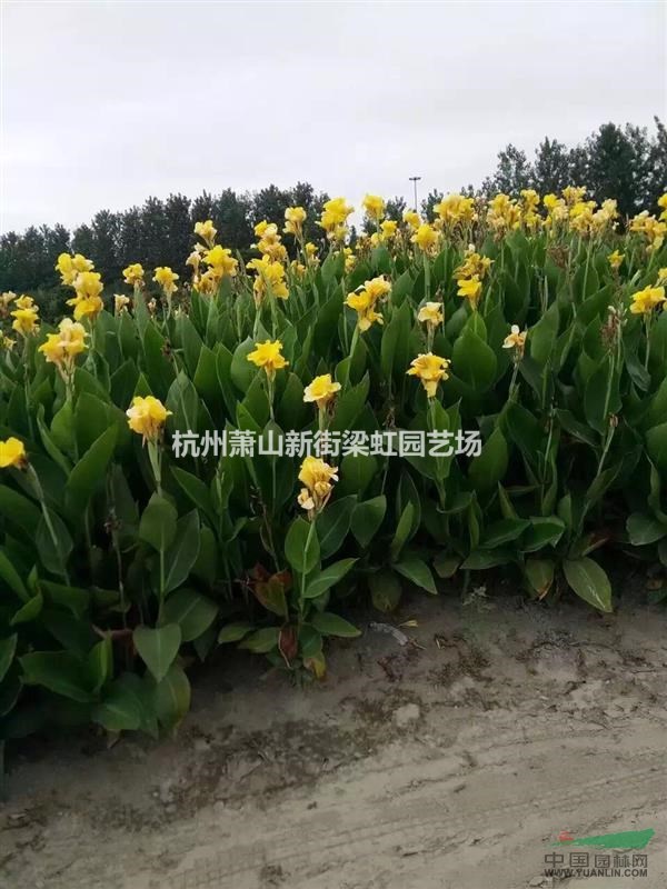 美人蕉，美人蕉供應，蕭山苗木，2020年美人蕉低價格