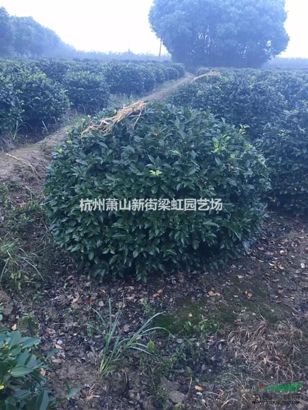 茶梅，茶梅供應，蕭山苗木，2020年茶梅低價格