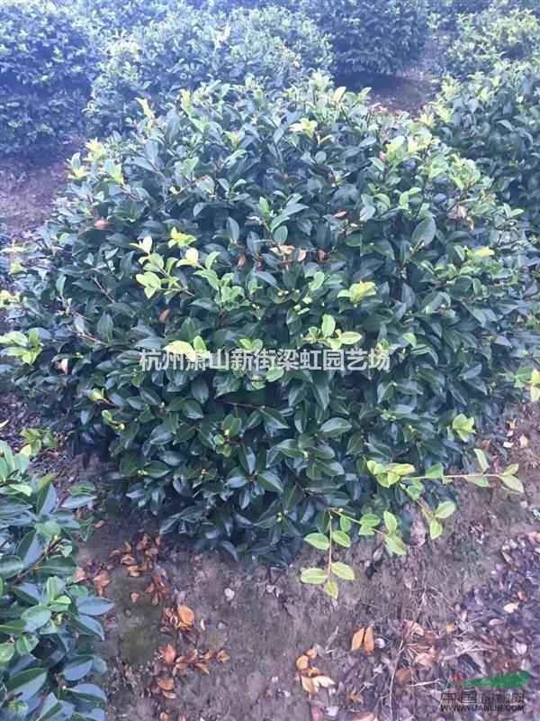 茶梅，茶梅供應，蕭山苗木，2020年茶梅低價格