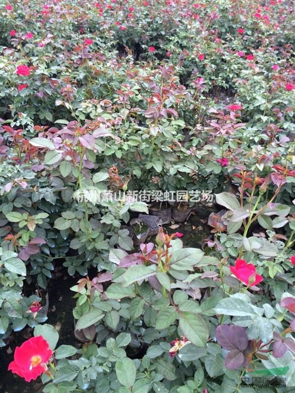 紅帽子月季，紅帽子月季供應(yīng)，蕭山苗，2020年紅帽子月季低價