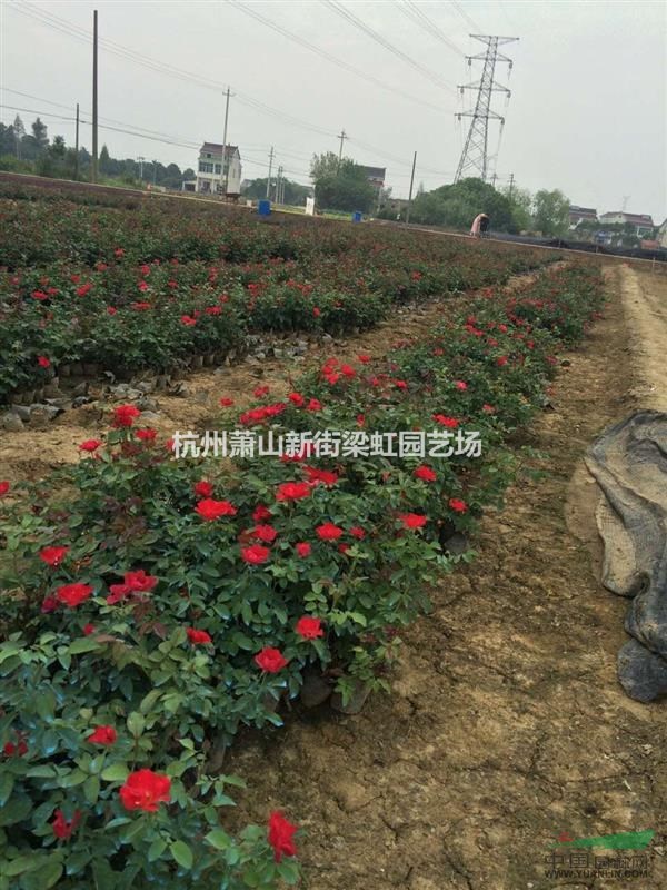 紅帽子月季，紅帽子月季供應(yīng)，蕭山苗，2020年紅帽子月季低價