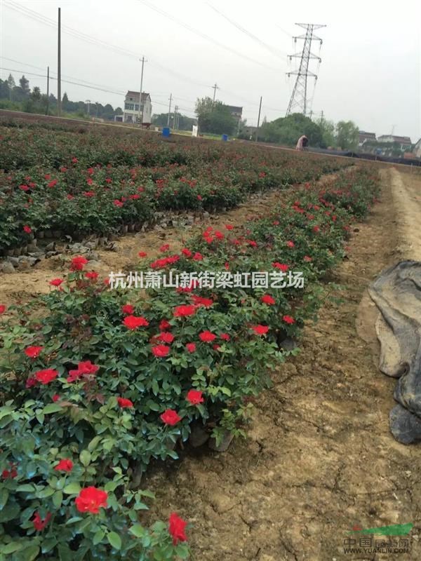 紅帽子月季，紅帽子月季供應(yīng)，蕭山苗，2020年紅帽子月季低價