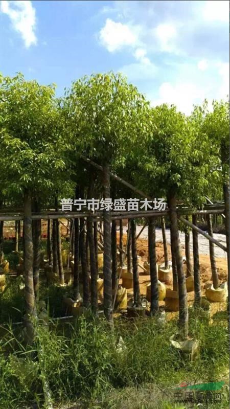 广东普宁地区供应5-60公分香樟（樟树）