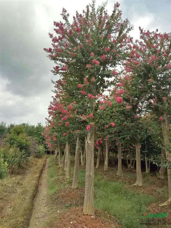 叢生移植桂花，